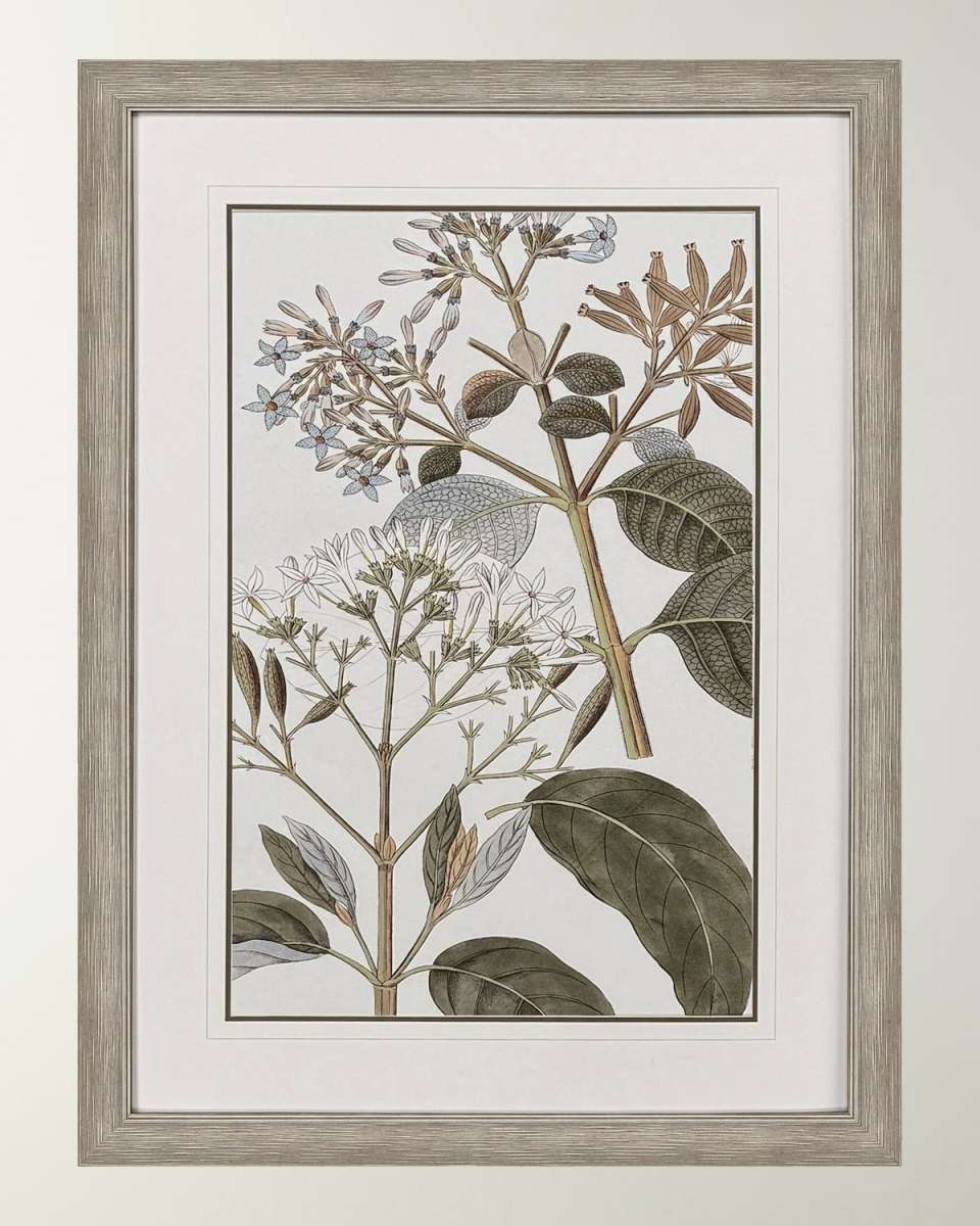 "Flowering Botanical II" Framed Giclee on Paper